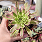 Aeonium Pink Daisy - Miniatura 1