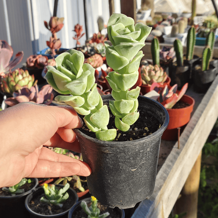 Graptoveria Lovely Rose  4