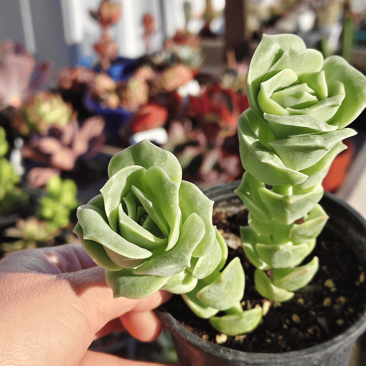 Graptoveria Lovely Rose  6