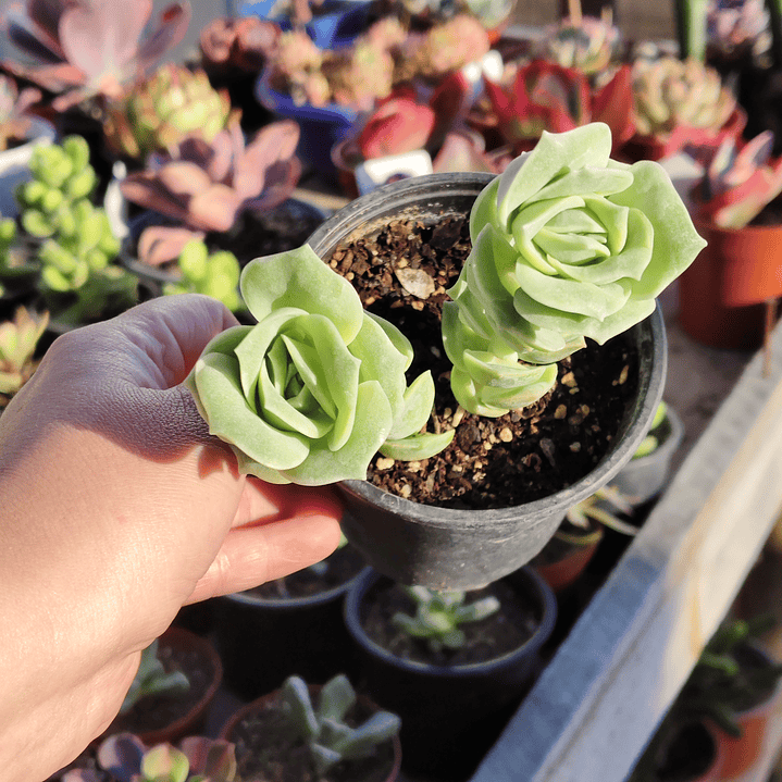 Graptoveria Lovely Rose  7