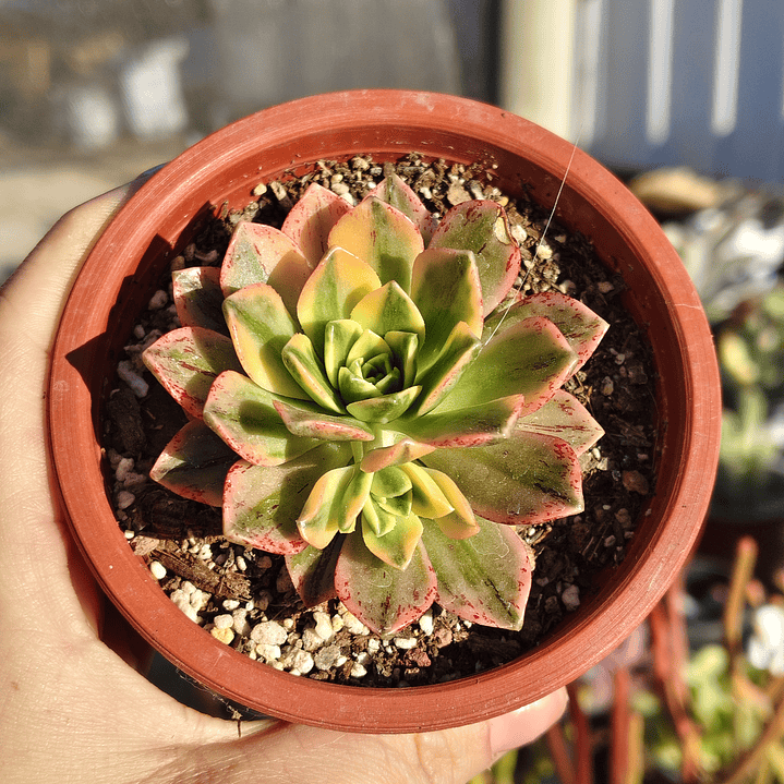 Aeonium Medal bronze  1