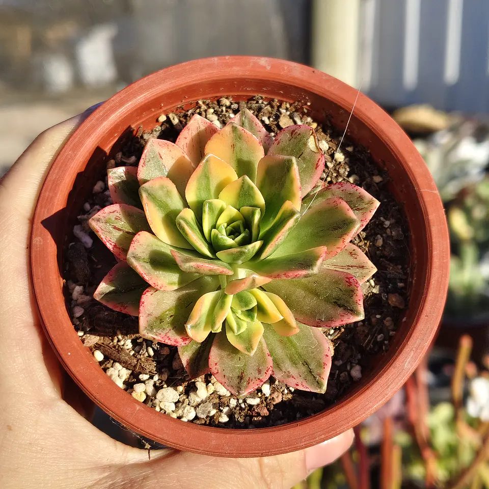 Aeonium Medal bronze  1