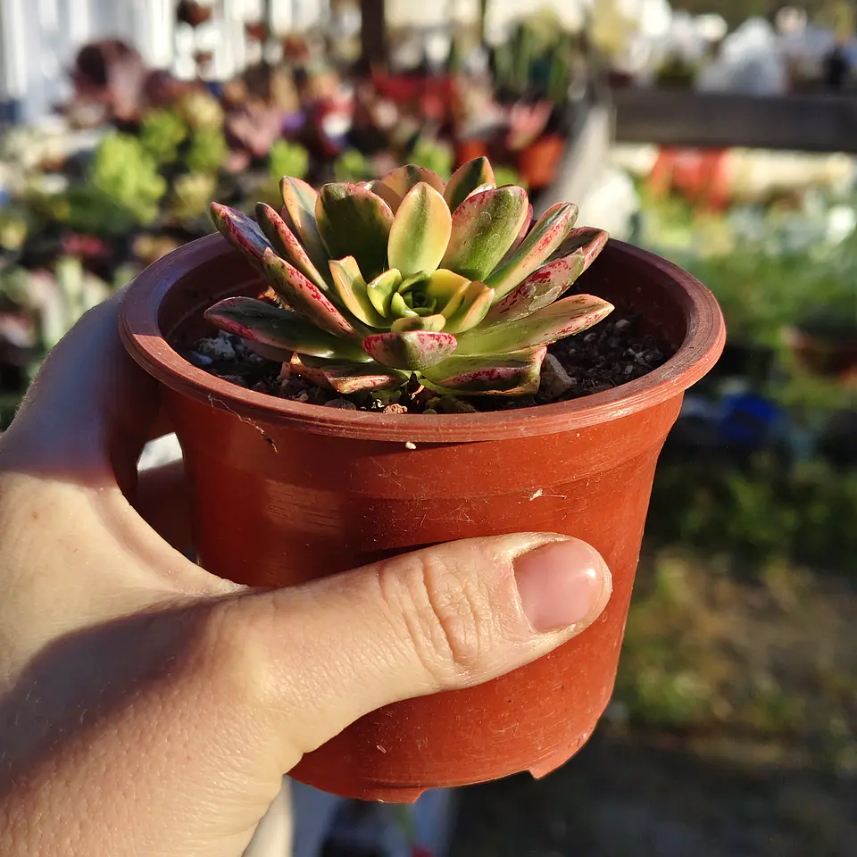 Aeonium Medal bronze  2