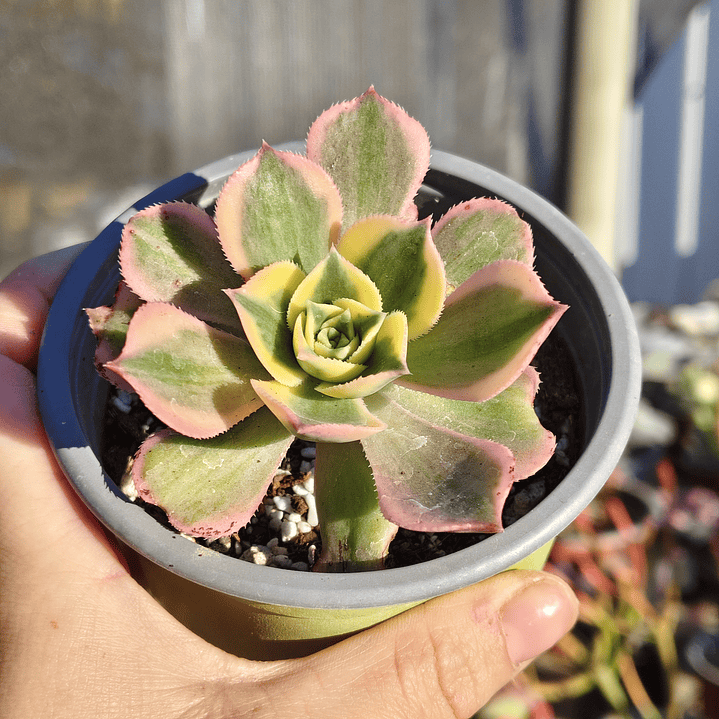 Aeonium Sunburst 4
