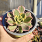 Aeonium Sunburst - Miniatura 4