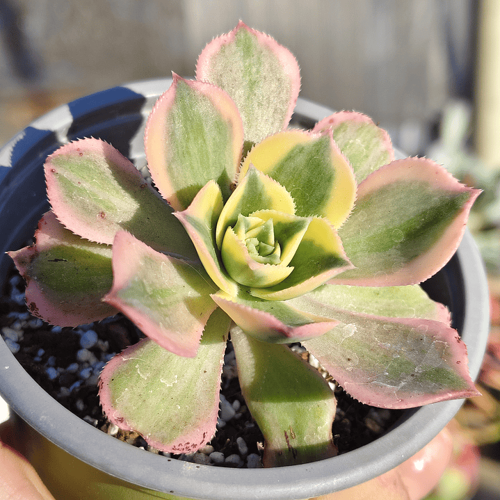 Aeonium Sunburst 5
