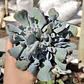 Echeveria Trumpet ice  - Miniatura 1