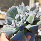 Echeveria Trumpet ice  - Miniatura 2