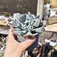 Echeveria Trumpet ice  - Miniatura 3