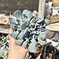 Echeveria Trumpet ice  - Miniatura 4