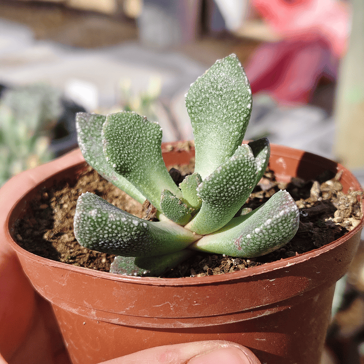 Titanopsis calcarea 1