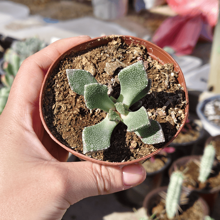 Titanopsis calcarea 2