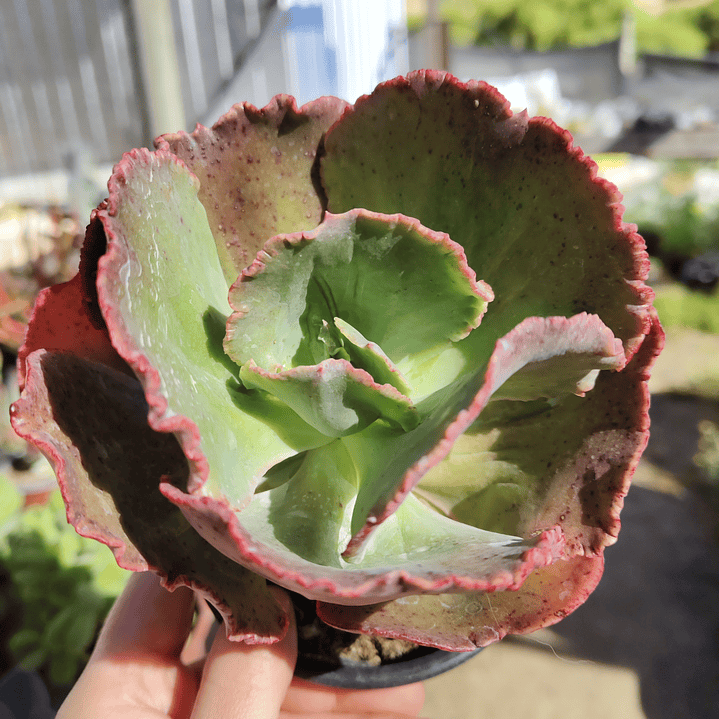 Echeveria Sp 1