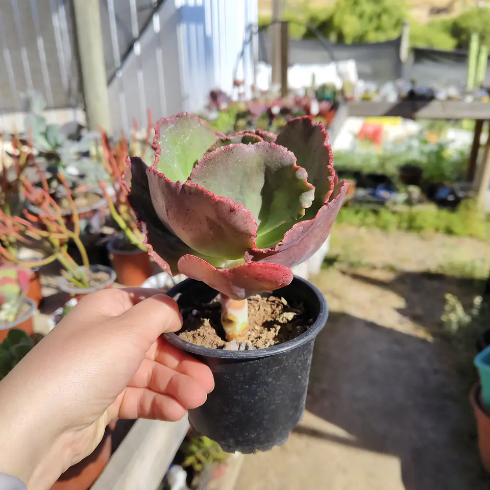 Echeveria Sp 2
