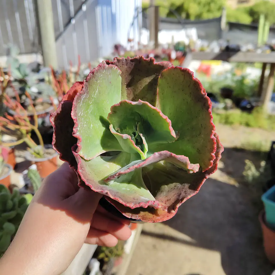 Echeveria Sp 3
