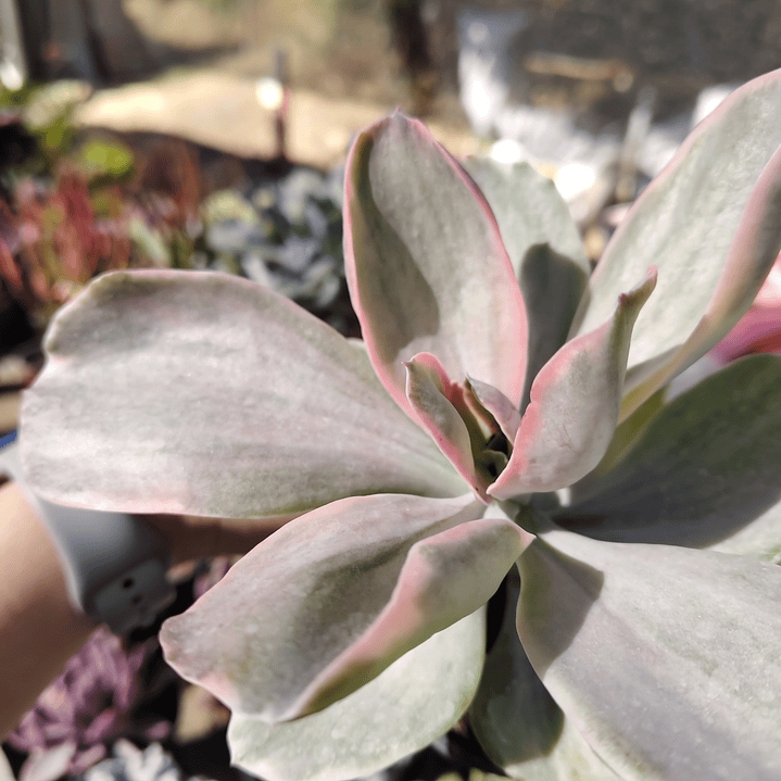 Echeveria decora 3