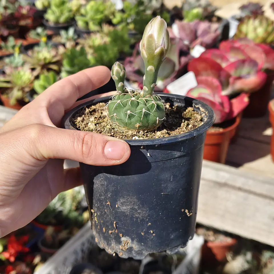 Gymnocalycium Vatteri 2