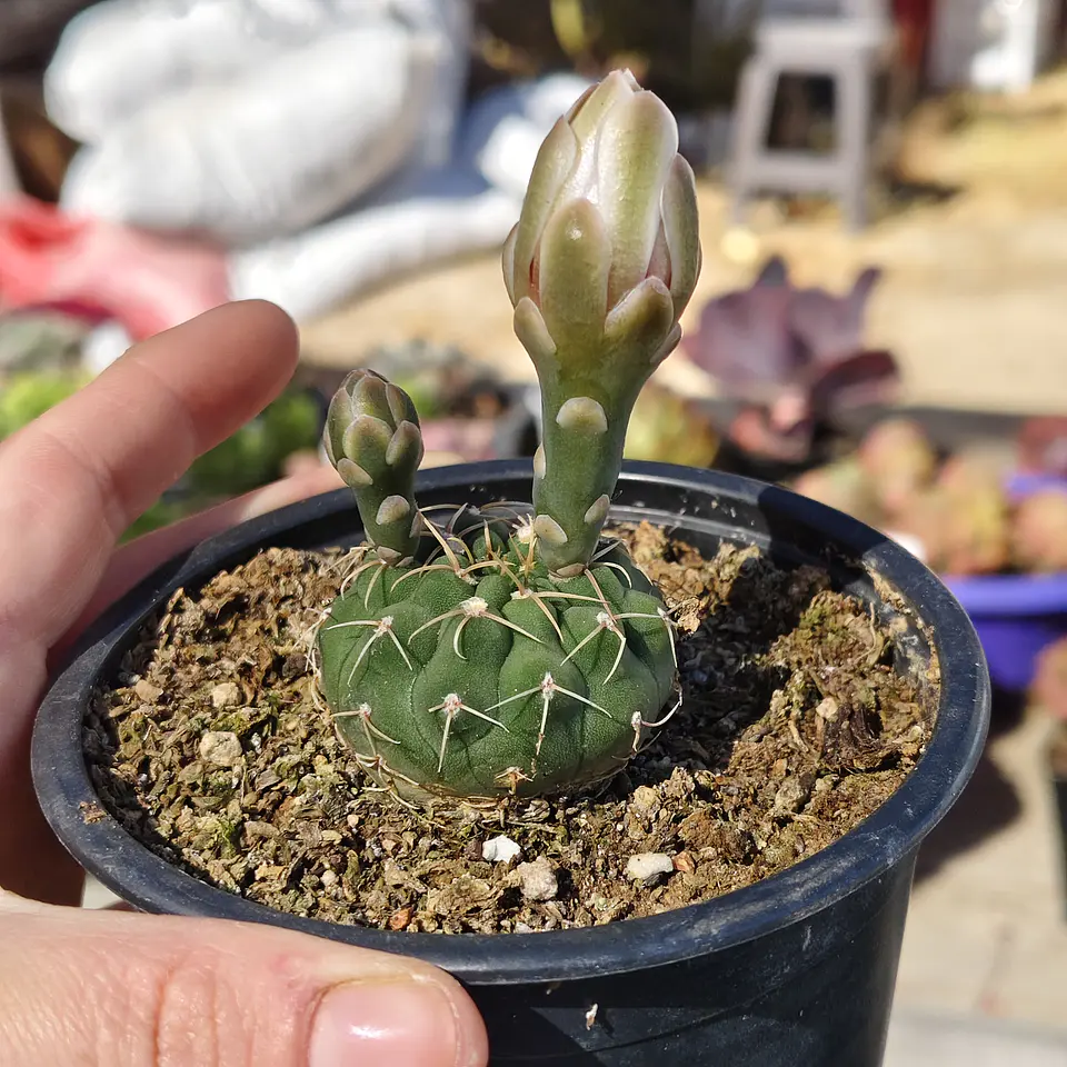 Gymnocalycium Vatteri 3
