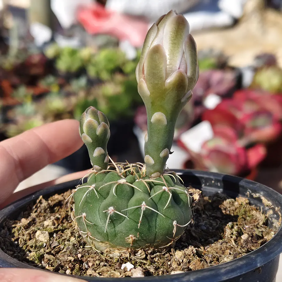 Gymnocalycium Vatteri 4