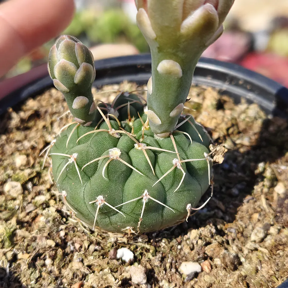 Gymnocalycium Vatteri 1