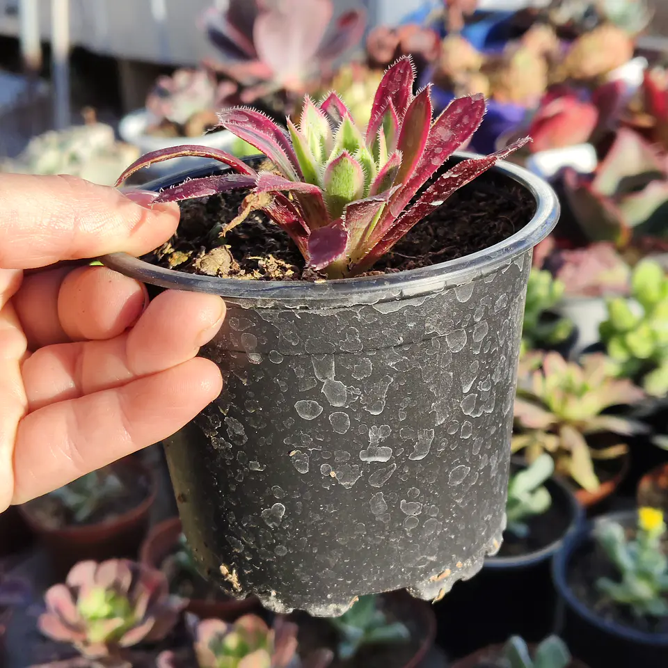 Aeonium black magic  2