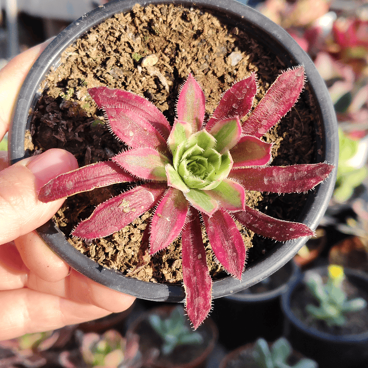 Aeonium black magic  3