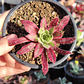 Aeonium black magic  - Miniatura 3
