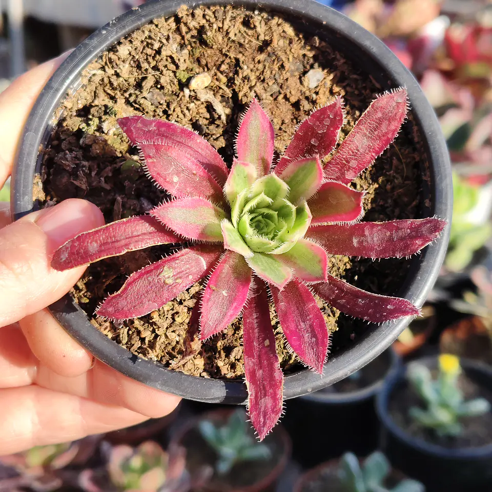 Aeonium black magic  3