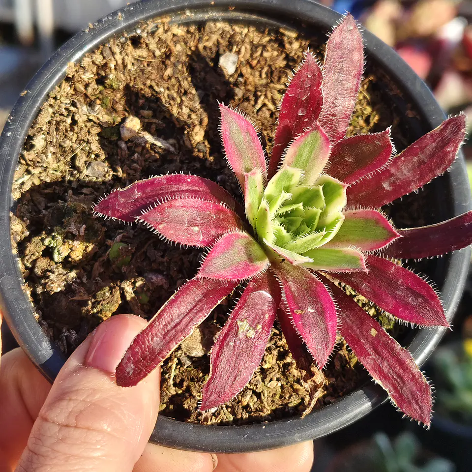 Aeonium black magic  1
