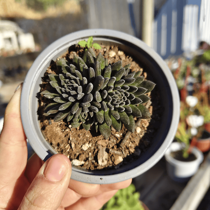 Sinocrassula yunnanensis  2