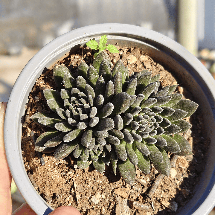 Sinocrassula yunnanensis  4