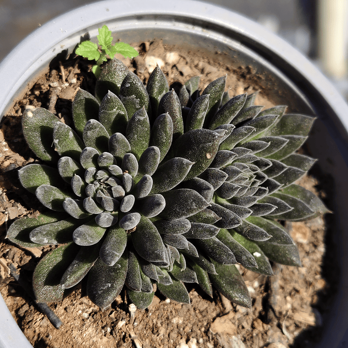 Sinocrassula yunnanensis  1