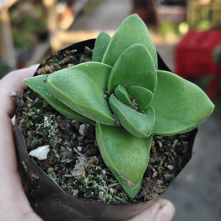 Crassula Springtime 2