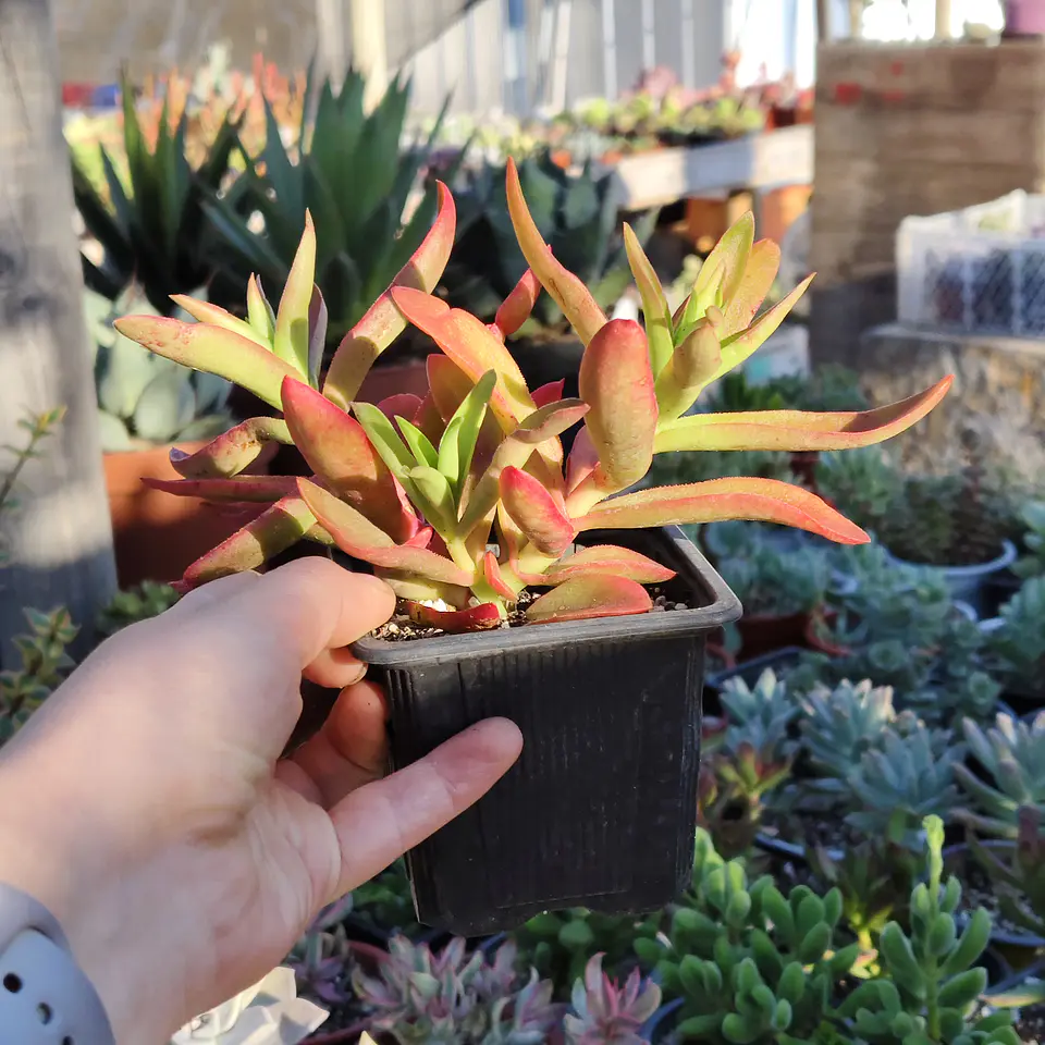 Crassula Capitella 