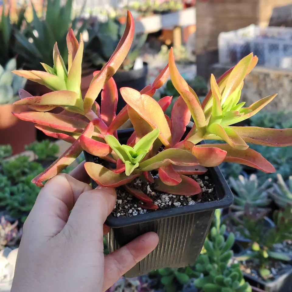 Crassula Capitella 
