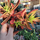 Crassula Capitella 