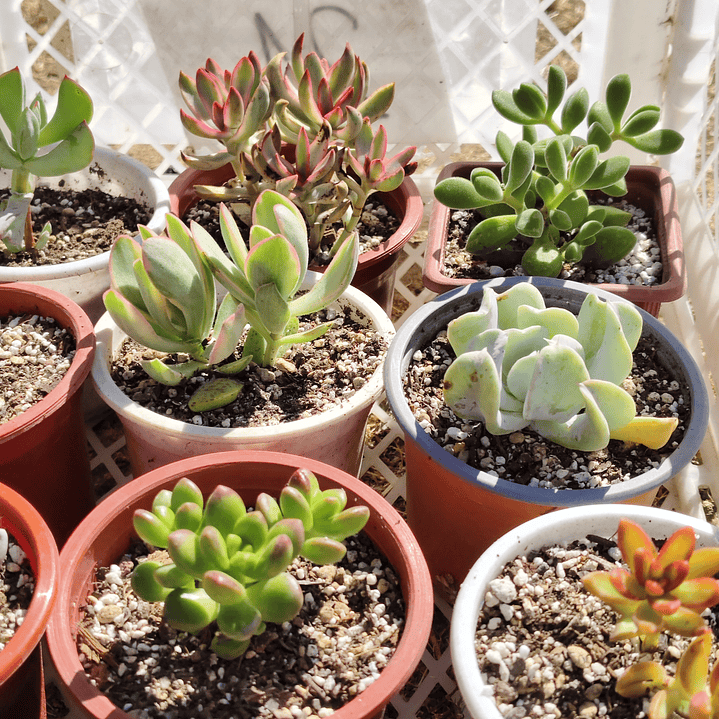 Caja promoción: 15 suculentas  2