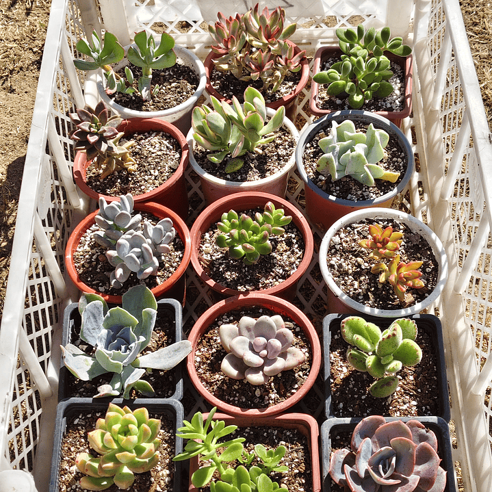 Caja promoción: 15 suculentas  3
