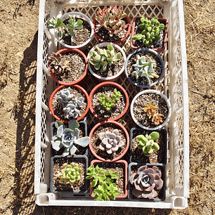Caja promoción: 15 suculentas 