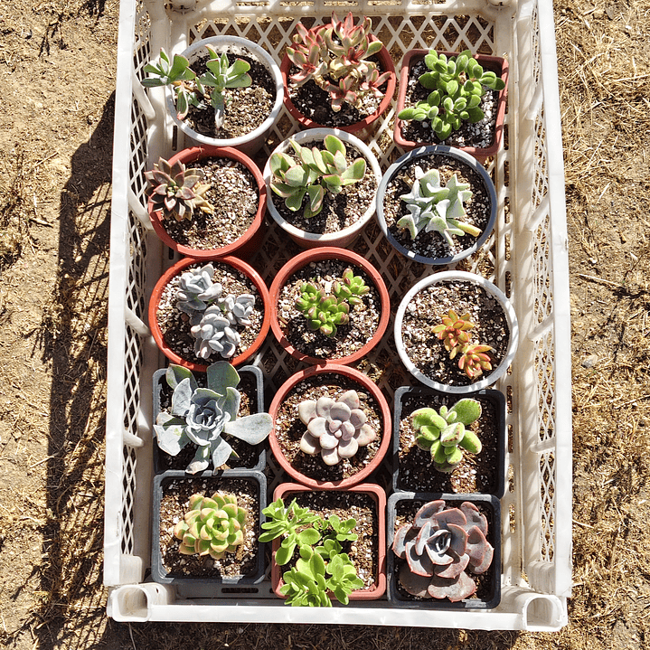 Caja promoción: 15 suculentas  1