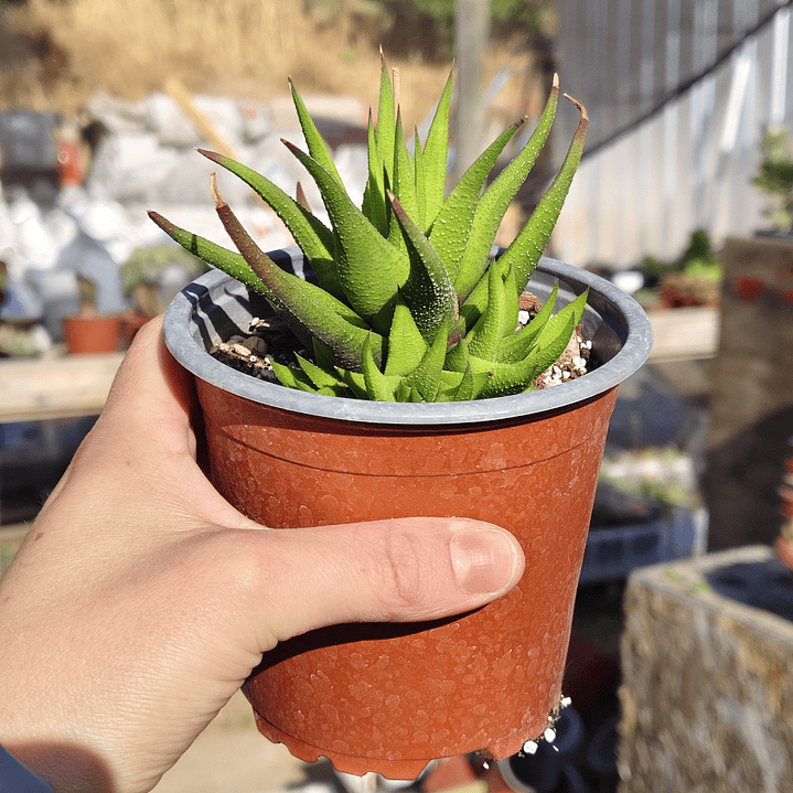 Haworthia Glabrata  2