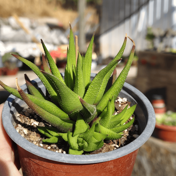Haworthia Glabrata  1