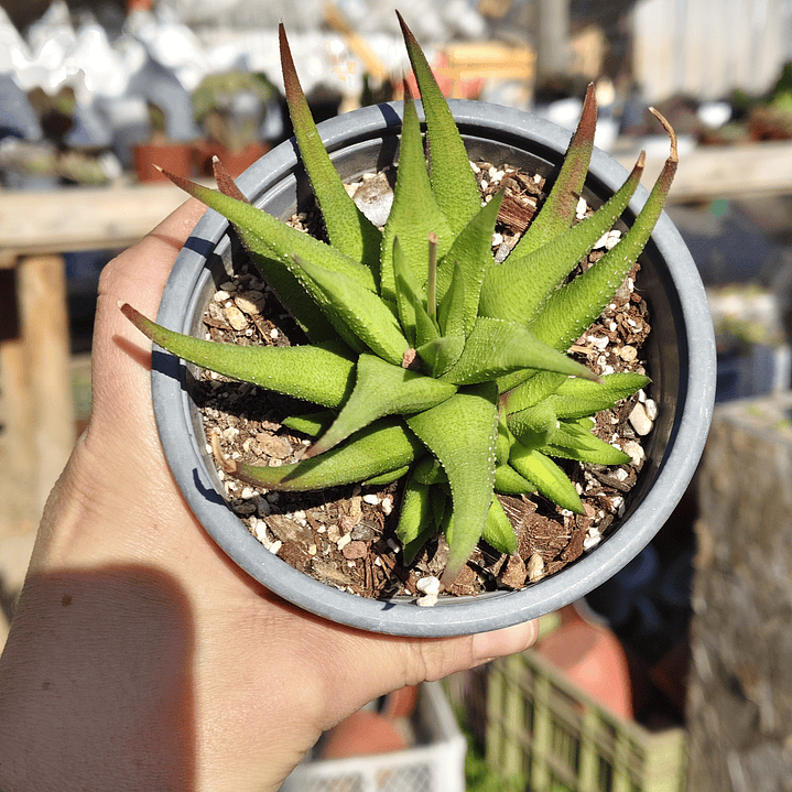 Haworthia Glabrata  3