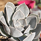 Echeveria Runyonii San Carlos - Miniatura 1