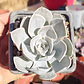 Echeveria Runyonii San Carlos - Miniatura 3