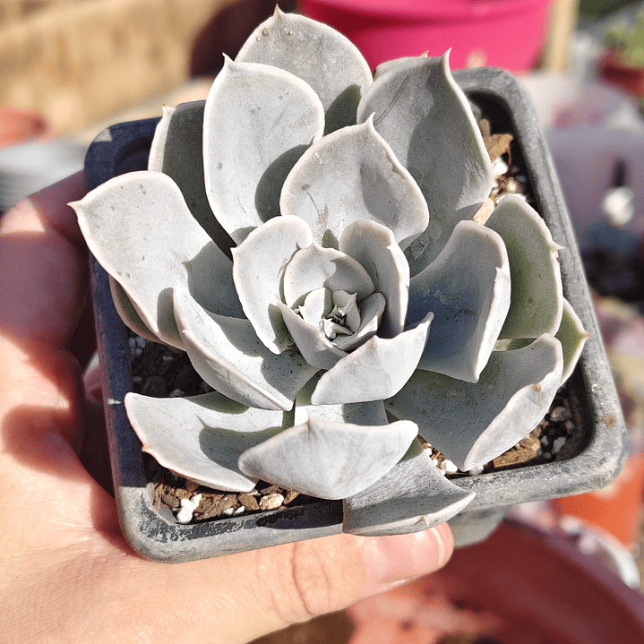 Echeveria Runyonii San Carlos 5