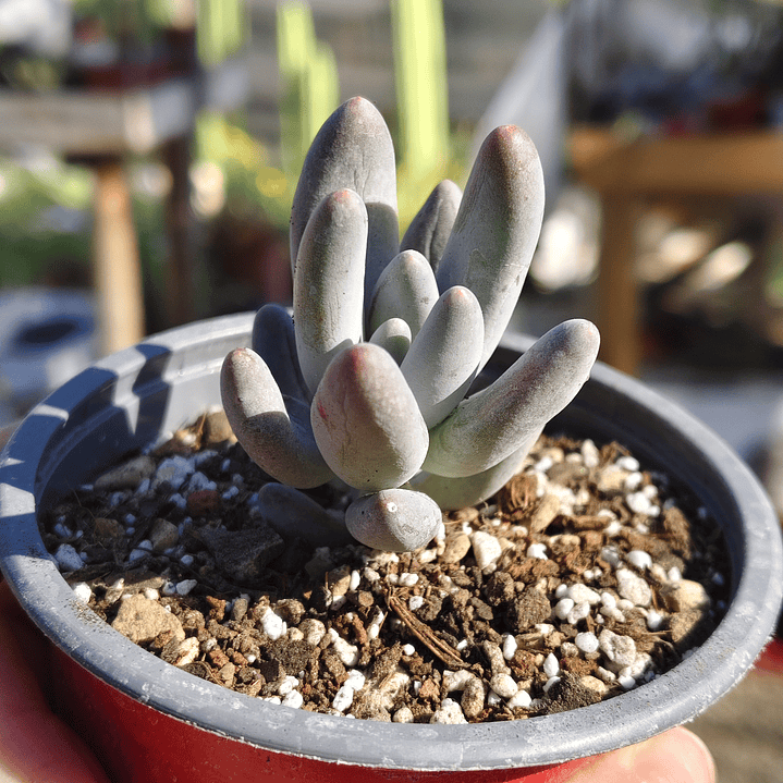 Pachyphytum Saltense 1