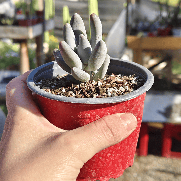 Pachyphytum Saltense 3