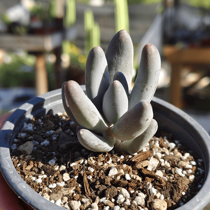 Pachyphytum Saltense 4