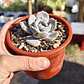 Echeveria Moondust - Miniatura 2